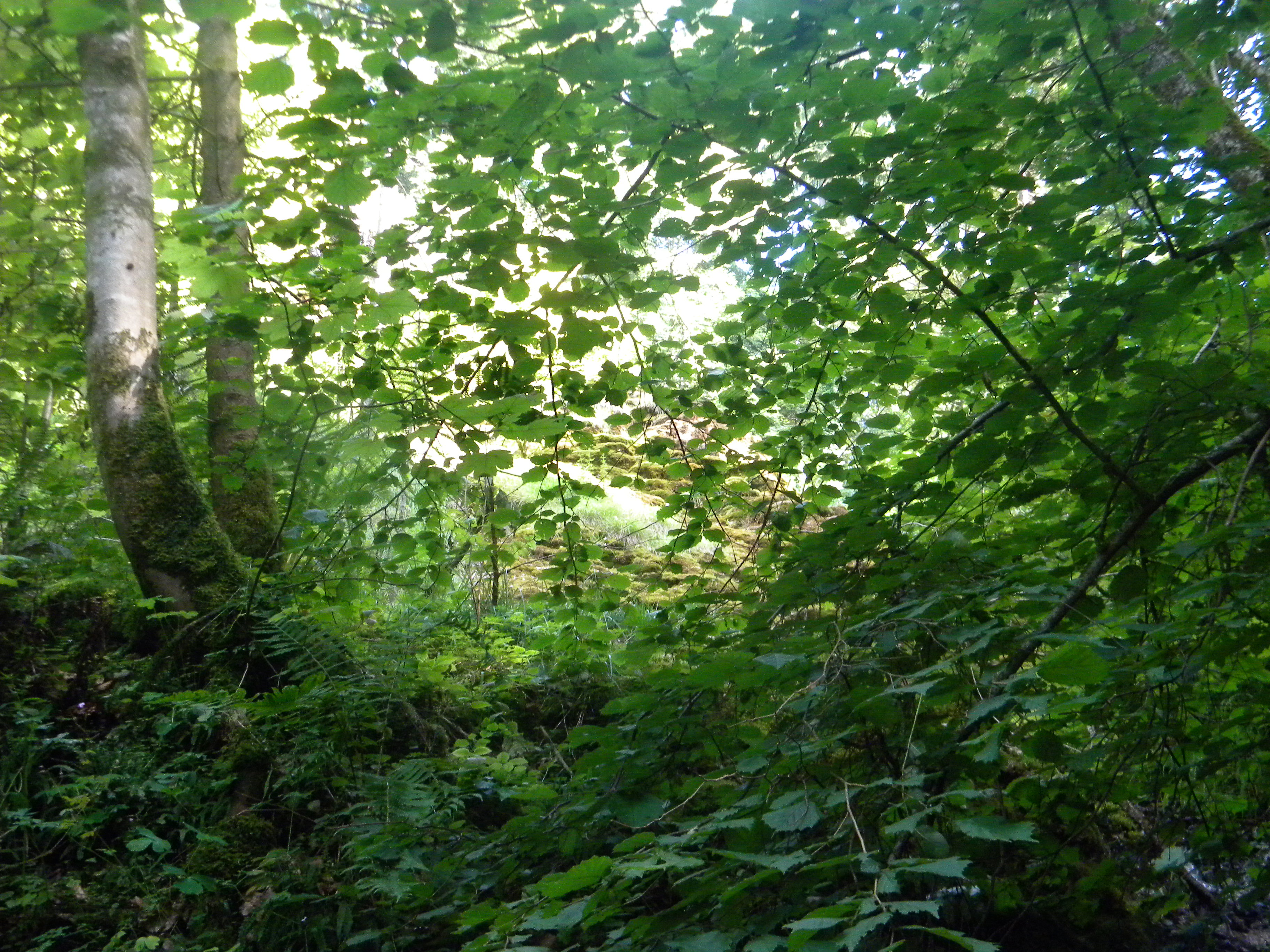 DSCN0884
